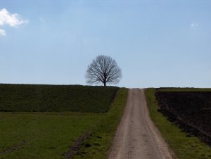 Alfresco supera el millón de descargas en 2007