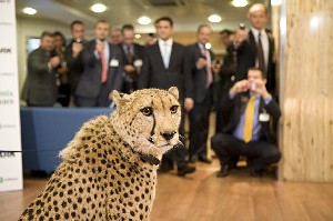 El mayorista Vmark distribuirá las bases de datos Informix en España