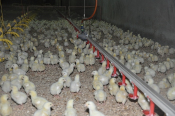 Hijos de Juan Pujante confía en IBM