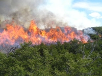 Todos contra el fuego