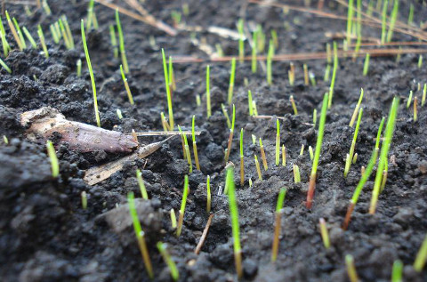 Las ventas de las consultoras tecnológicas crecen un 6% en el último año